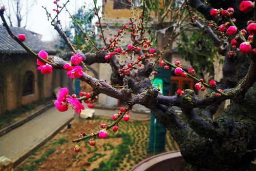 鄭州建業(yè)中原文化小鎮(zhèn)之櫻桃溝足球小鎮(zhèn)含苞待放的梅花盆景。